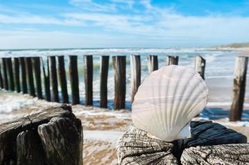 Tuindoek Zeeland strand in schelp