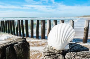 Tuindoek Zeeland strand schelp