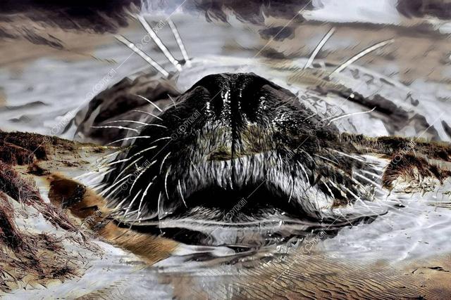 Fotoplaat zeehond snuit aluminium