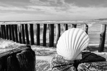 Tuindoek Zeeland strand schelp zwart/wit